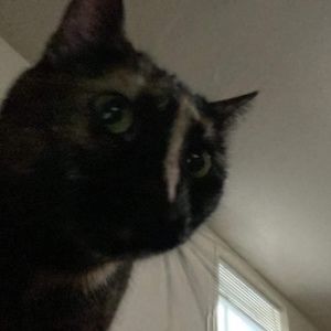 Meet your Posher, Damian